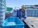 In this undated photo, Celestino Mendoza, 68, of Kennewick, says it’s been a lot of work to harvest a giant push of asparagus with the record-warm spring weather across much of the Northwest.