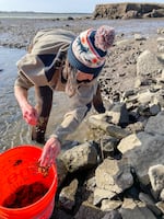Professor Catherine "Cat" de Rivera of Portland State University collects European green crabs on the shore of Netarts Bay on Feb. 15, 2023.