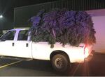 The Marion County Sheriff's office says 3,800 lbs of fir boughs were taken from the Willamette National Forest without a permit, for commercial holiday decorations.