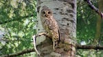 Barred owls from the east have moved in and taken over spotted owl habitat in the western forests of Oregon, and are now pushing spotted owls closer and closer to extinction.