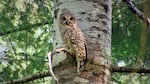 Barred owls from the east have moved in and taken over spotted owl habitat in the western forests of Oregon, and are now pushing spotted owls closer and closer to extinction.