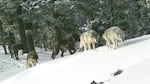A pack of wolves makes their way through the snow in Northeastern Oregon.