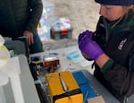 Alexandra Wampler, a PhD student at UC Davis, prepares an acoustic tag for a young Chinook. The fish are anesthetized so they don’t move or feel any pain.