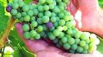 File photo of wine grapes from Washington state's Kiona Vineyards.