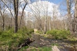 This photo shows a creek lined with trees along its sides.
