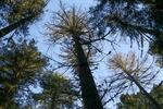 Douglas fir trees that died as a result of insect damage following heat stress are visible in the Willamette National Forest, Ore., Friday, Oct. 27, 2023. As native trees in the Pacific Northwest die off due to climate change, the U.S. Forest Service and others are turning to a strategy called "assisted migration."