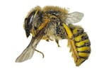 Anthidium formosum, a species of wool-carder bee, was last documented in Washington state in 1882 until Washington Bee Atlas volunteers found it again.