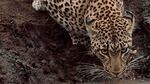 A leopard. Ecologists, including OSU's William Ripple, are arguing that large carnivores play a key role.