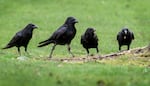 Crows, foraging for food on the Portland State University campus, March 24, 2023. Portland has a large population of crows that arrive in fall and winter to roost. Crows are a protected animal, making it illegal to harm or kill the birds, or to destroy an active nest.