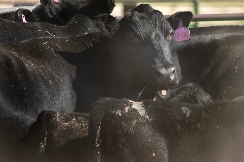Fire-injured cattle, including a calf with burn scars on its hindquarters (in front) stand close together in the Smull family feed lot. The Smull family lost about 15 cows in the fire, with roughly another dozen sustaining injuries. Jared Smull says, "It's hard to see until you're right up close. But then you see, their eyelashes are burned off. The skin is tight. Skin can slough off later."