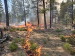 Forty firefighting professionals participated in a training program to gain hands-on experience with prescribed fires which were ignited in the Deschutes National Forest. The fires burned pine needles, dry grasses and shrubs in the forest understory over the course of five days in late April and May 2023.