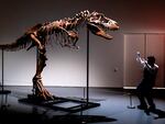 A Sotheby's New York employee demonstrates the size of a Gorgosaurus dinosaur skeleton on Tuesday in New York.