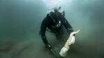 Ocean Landis uses a high-pressure water jet to help dig geoduck from the sandy seafloor of Puget Sound. Screen capture from video, January 2026