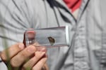 A fender's blue butterfly before being released onto the Finley National Wildlife Refuge