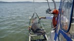 Researchers with Oregon State University’s Big Fish Lab do broadnose sevengill shark research in Willapa Bay, Ore., on July 24, 2025. The researchers are trying to learn about the lives of the sharks that come to Willapa Bay every summer.