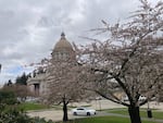A cherry tree blooms in the foreground, while the domed roof of the Washington state Capitol in Olympia rises above the tree's branches in the background.