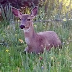 In this 2018 photo, a deer in Jackson County is seen with an arrow shot through its head, partially. It was one of two that had been shot out of season in the Shady Cove area. Fortunately, wildlife officials managed to track down and remove the arrows from the afflicted animals. A $2,600 award was posted for tips leading to the arrest of the poachers.