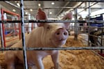 The Oregon State Fair doesn't have enough room for all the animals shown over 10 days its in operation, so livestock is rotated about seven times.
