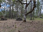 Many of the fir trees surround the oak trees on June 9, 2026, depriving them of sunlight and slowly killing them.