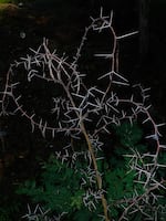 Carnizuelo is a plant with thorns that keeps ants inside that sting very painfully. Tania Barrientos says she's heard stories in the Costa Chica region in which the plant is used to punish people.