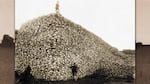 A photograph of a giant pile of bison skulls.