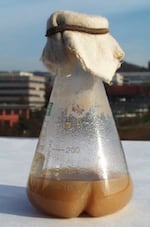 A liquid culture of the soil bacteria Streptomyces botropensis in front of the cafeteria at the University of Göttingen, Germany, where the compound mensacarcin was first discovered.
