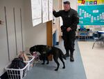 K-9 Officer Teddy Santos watches Hunter as she checks a classroom at Freetown Elementary School. If she detects COVID, she will sit.