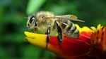 According to a new study, diesel exhaust might be giving honeybees a stuffy nose.