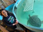 Wendy Knight, executive director of Sea Turtle Inc., says volunteers on South Padre Island saved 2,200 sea turtles. This cold-shocked turtle will be released when it fully recovers.