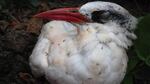 A red-tailed tropic bird covered in yellow crazy ants at Johnston Atoll National Wildlife Refuge