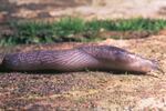 A species of slug on the "survey and manage" list. This species is found in pockets of Pacific Northwest forests.