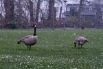 Geese look for food as snow falls in Willamette Park in Southwest Portland, Tuesday, Feb. 20, 2018.