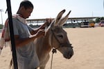 The owner of this donkey clips his animal's mane with a scissors ahead of the donkey beauty contest.