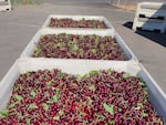 During the 2022-23 growing season, Oregon cherry farmers faced impacts from weather and a glut of cherries from other West Coast producers, which sent prices plummeting for their crop. This photo shows pallets of Suite Note cherries harvested in June 2023 at CE Farm Management, a 35-acre cherry orchard in The Dalles.