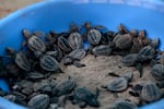 Olive ridley sea turtle hatchlings are placed in a bucket.