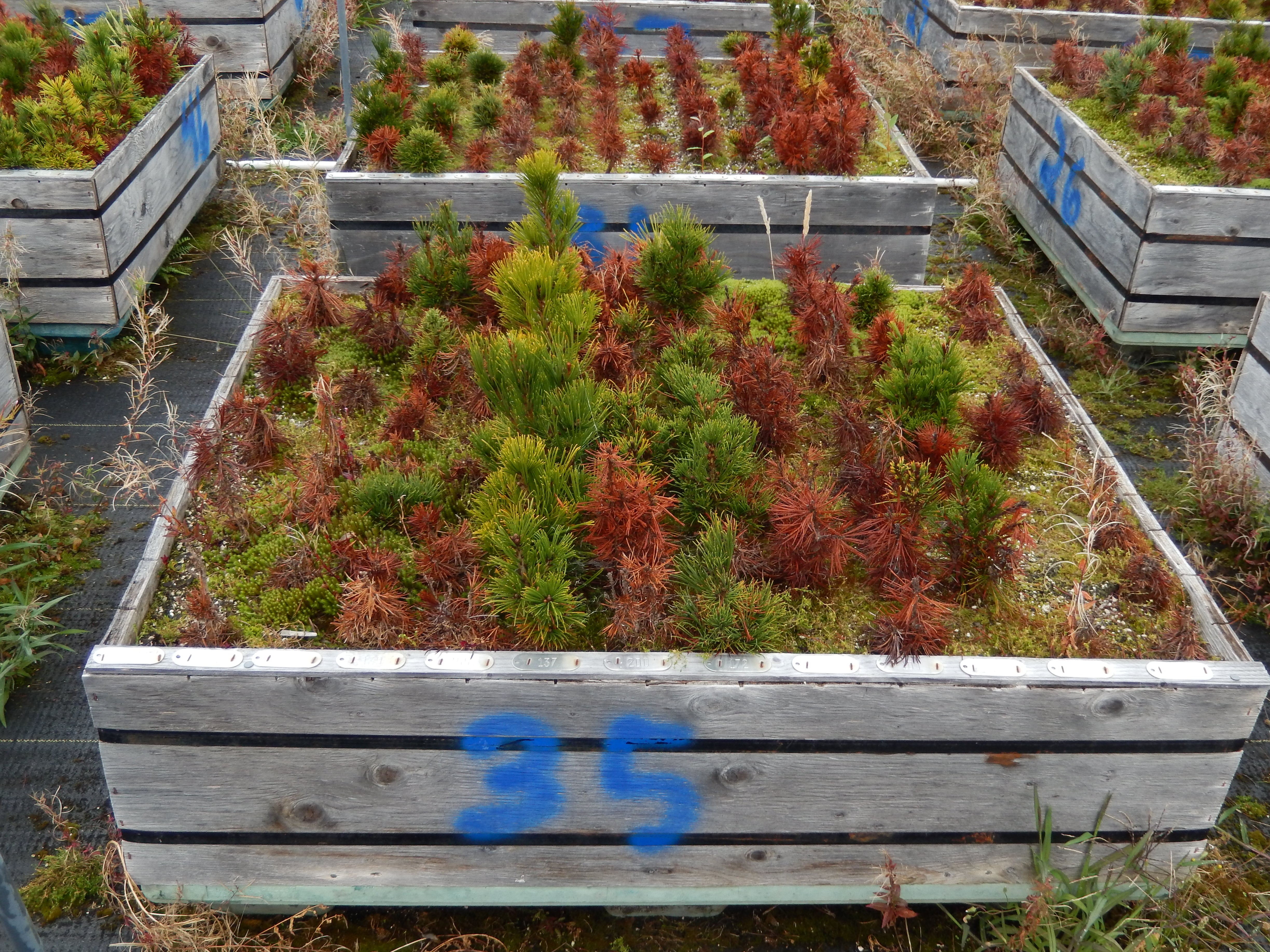 A test plot at Dorena Genetic Resource Center photographed in September 2015 contains some whitebark pine trees that have died from blister rust infection and others that appear to have natural resistance to the invasive fungus.