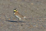 Last month, the Center for Biological Diversity and Portland Audubon filed notice of their intention to sue the U.S. Fish and Wildlife Service over its decision to list the streaked horned lark as threatened instead of endangered. There are thought to be fewer than 2,000 of the songbirds left, mostly in the prairies of western Oregon and Washington.