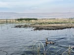 A mallard swims in one of the Klamath National Wildlife Refuges in August, 2024 during a botulism and avian flu outbreak.