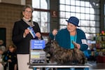 Four terriers, including the one pictured at a dog show, were stolen along with a dark blue Mercedes van from a Portland-area hotel Saturday morning. 