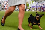 Lancashire Heelers like Mando, pictured at the Westminster Kennel Club Dog show in New York in May, are newly eligible for the National Dog Show this year.