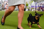 Lancashire Heelers like Mando, pictured at the Westminster Kennel Club Dog show in New York in May, are newly eligible for the National Dog Show this year. 