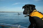 Tucker, a dog from the University of Washington Conservation Canines program, on a research boat following southern resident killer whales.