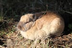 Cannon Beach bunnies are easy to get close to. They're simply not scared by humans.