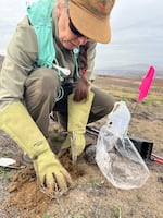 Volunteer Deborah Burke plants rabbitbrush on Nov. 12 in Benton City, Wash.