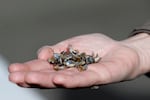 Sgt. Pam Taylor of the Washington Dept. of Fish and Wildlife displays invasive quagga mussels during a demonstration of a boat inspection for reporters, Tuesday, Feb. 25, 2020, at a boat launch in Olympia, Wash.