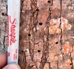 Emerald Ash Borer beetles leave D-shaped exit holes in Ash tree bark when they leave as adults. See OregonEAB.com for information on how to identify the trees and the beetles, and many other FAQs.