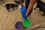 Rylee Buckley, 17, gives water shared by her family's neighbors to her goats, Saturday, July 24, 2021, in Klamath Falls, Ore. The Buckley's house well ran dry in May following an historic drought in Southern Oregon. Dozens of domestic wells have gone dry in an area near the Oregon-California border where the American West's worsening drought has taken a particularly dramatic toll. 