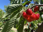 Rainier cherries cling to the branch in the Ray French Orchard in Richland, Wash.