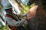 David Harmon inspects the growth rings of a tree he planted as a boy.