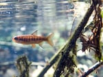 Oregon coast coho juvenile in the Siletz Basin